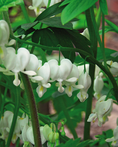 Dicentra spectabilis Alba.jpg